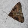 Xestia stigmatica